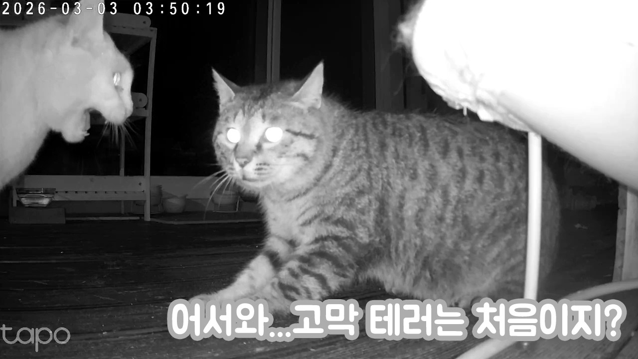 [#] 집요하게 집을 지키는 고양이들ㅣTNR 시작과 이런저런 일들...
