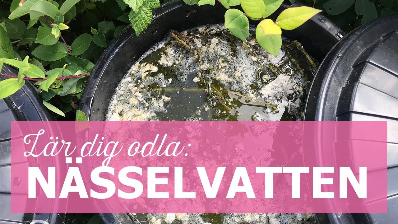 Lär dig odla: Gör eget nässelvatten att gödsla trädgården med