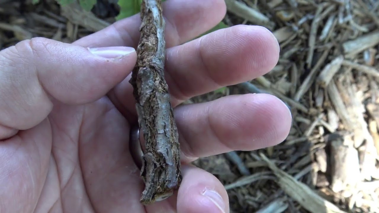 Identifying bur oak