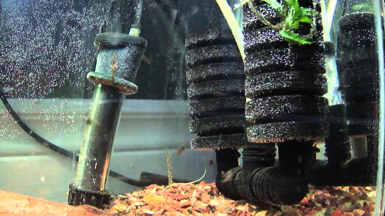 how to Breed apistogramma macmasteri  (all u need to know)