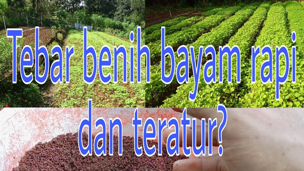 cara tebar benih bayam agar rata tumbuhnya