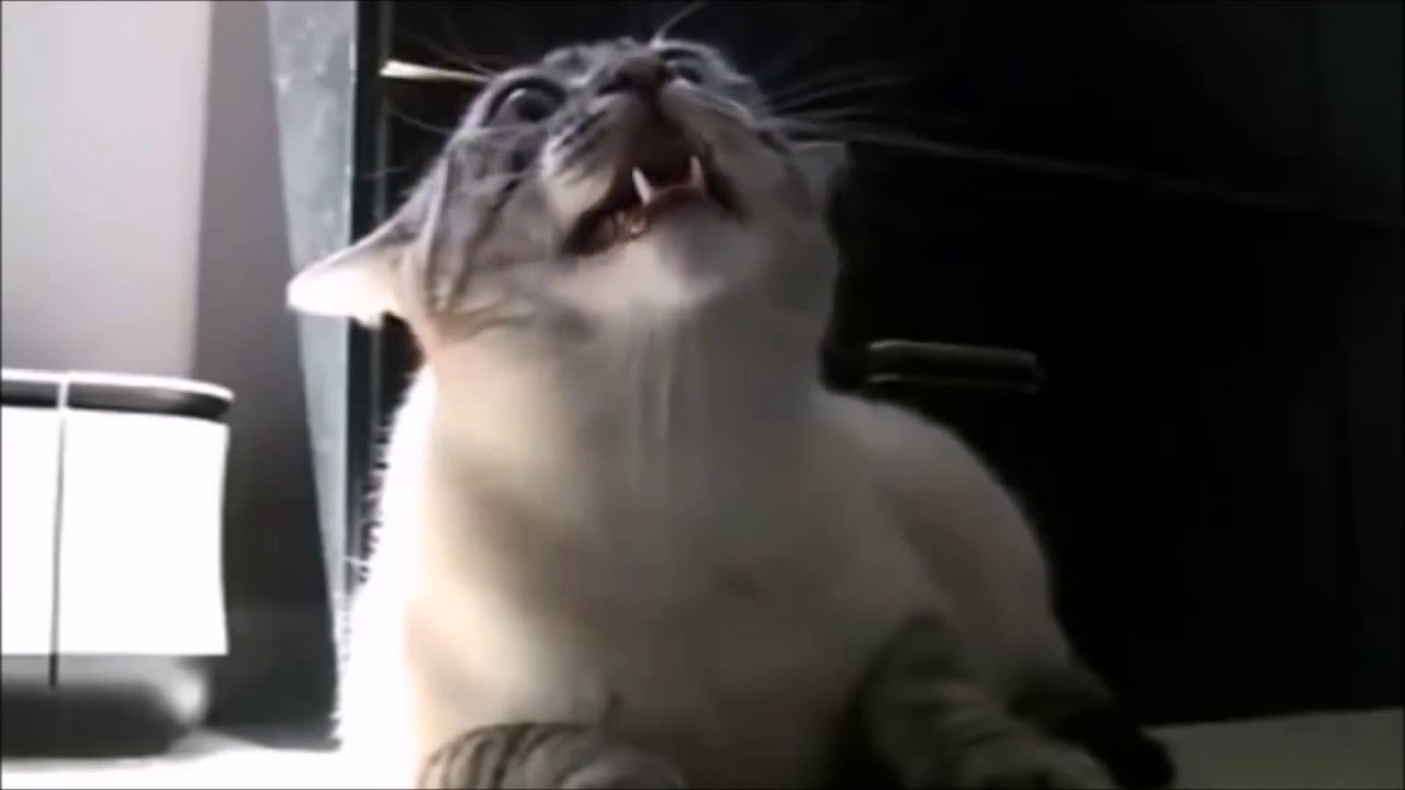 Funny Cat Fail Compilation 2017 - 02