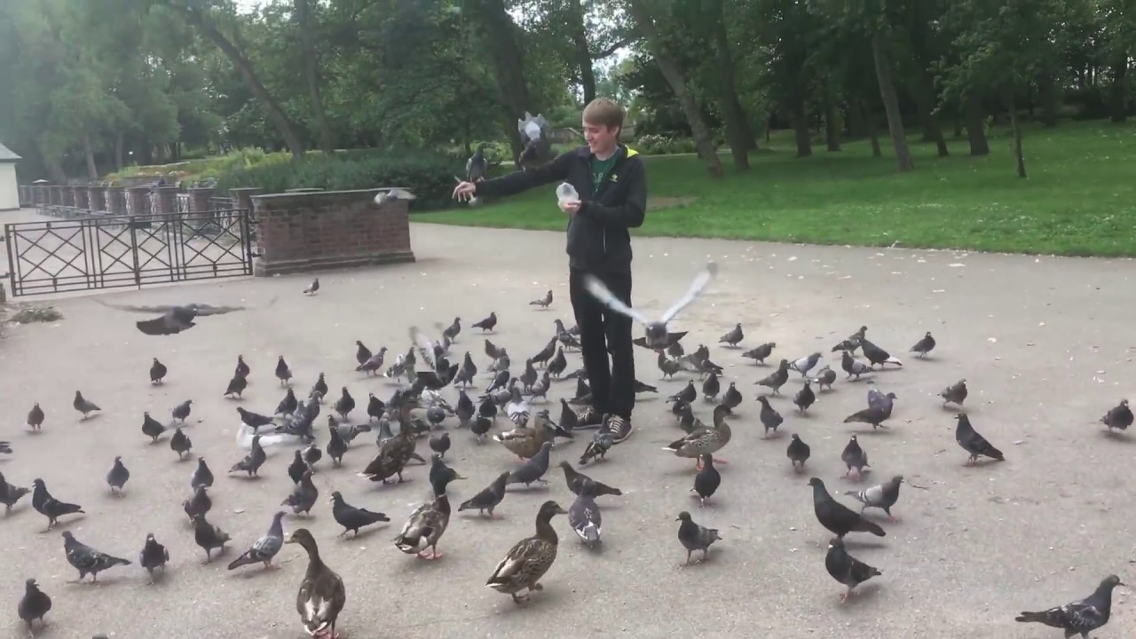 KING OF THE BIRDS