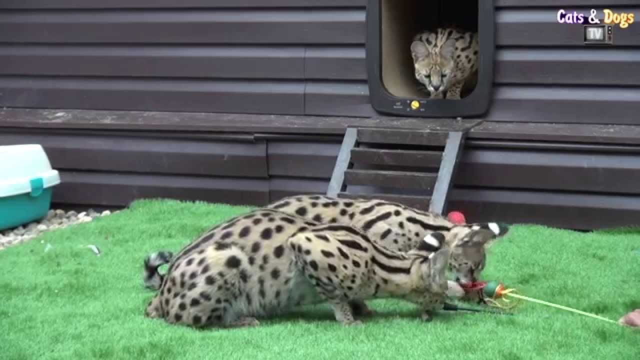 Cats&DogsTV - УДИВИТЕЛЬНЫЙ МИР КОШЕК -СЕРВАЛ ДОМАШНИЙ / SERVAL FOR HOME