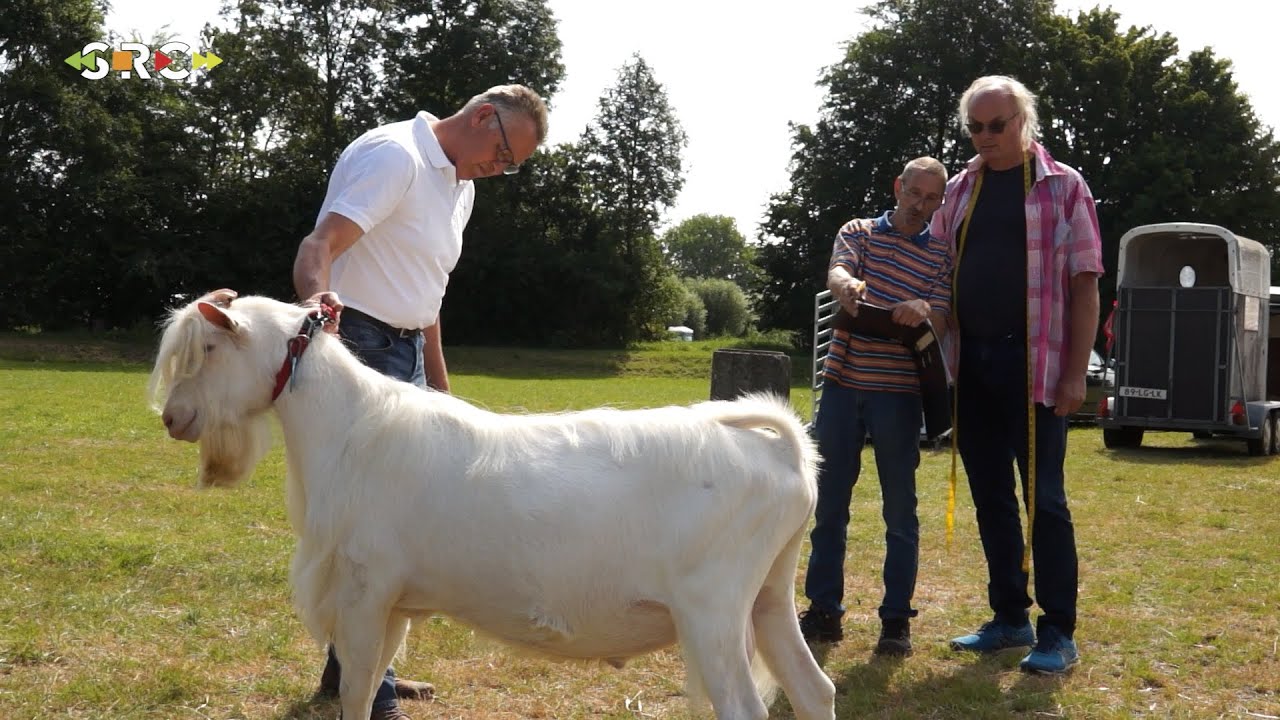 Bokkenkeuring in Lexmond
