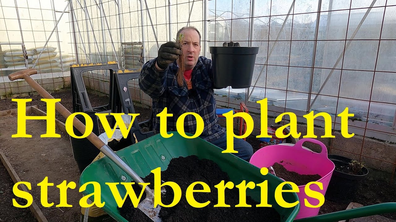 Planting bare root strawberries