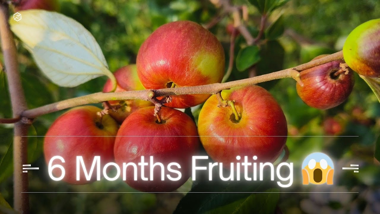 Miss India Apple Ber Plant Seller | Original Grafted Plant | Direct Farmer | Hindi