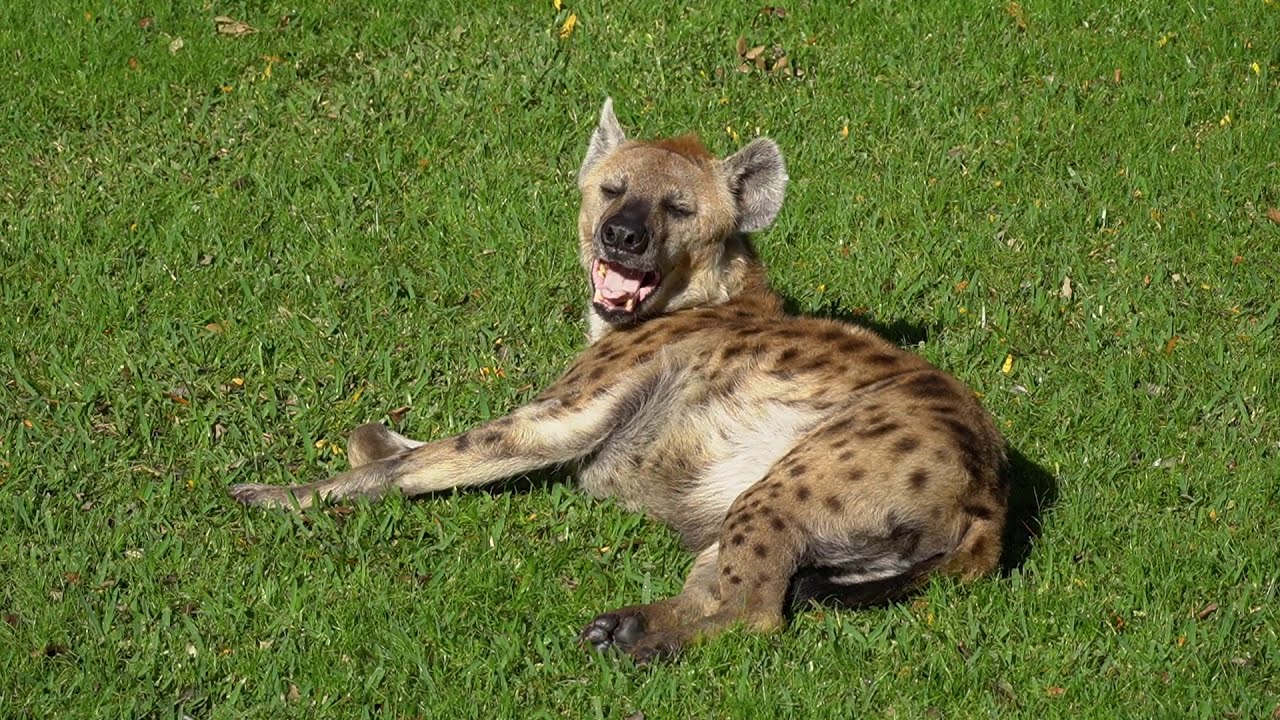 El sonido de las hienas. Vocalizaciones de una hiena manchada (Crocuta crocuta) en BIOPARC Valencia