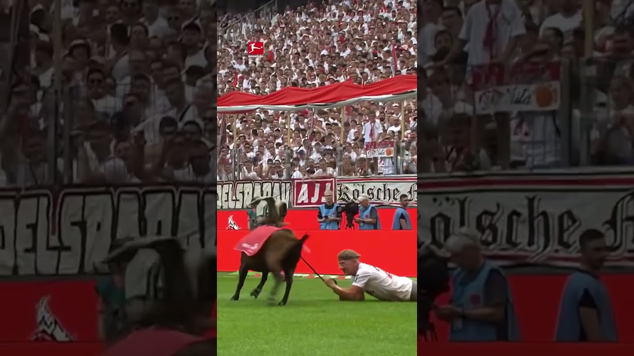 Ger&ccedil;ek #GOAT 🐐 #shorts  ​#K&ouml;ln #mascot  #bundesliga #football #germany #ziege #Fu&szlig;ball #Hennes