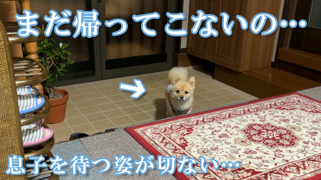 【お留守番】息子不在で明らかに元気がないポメくんの姿を見たら、胸が締め付けられました…