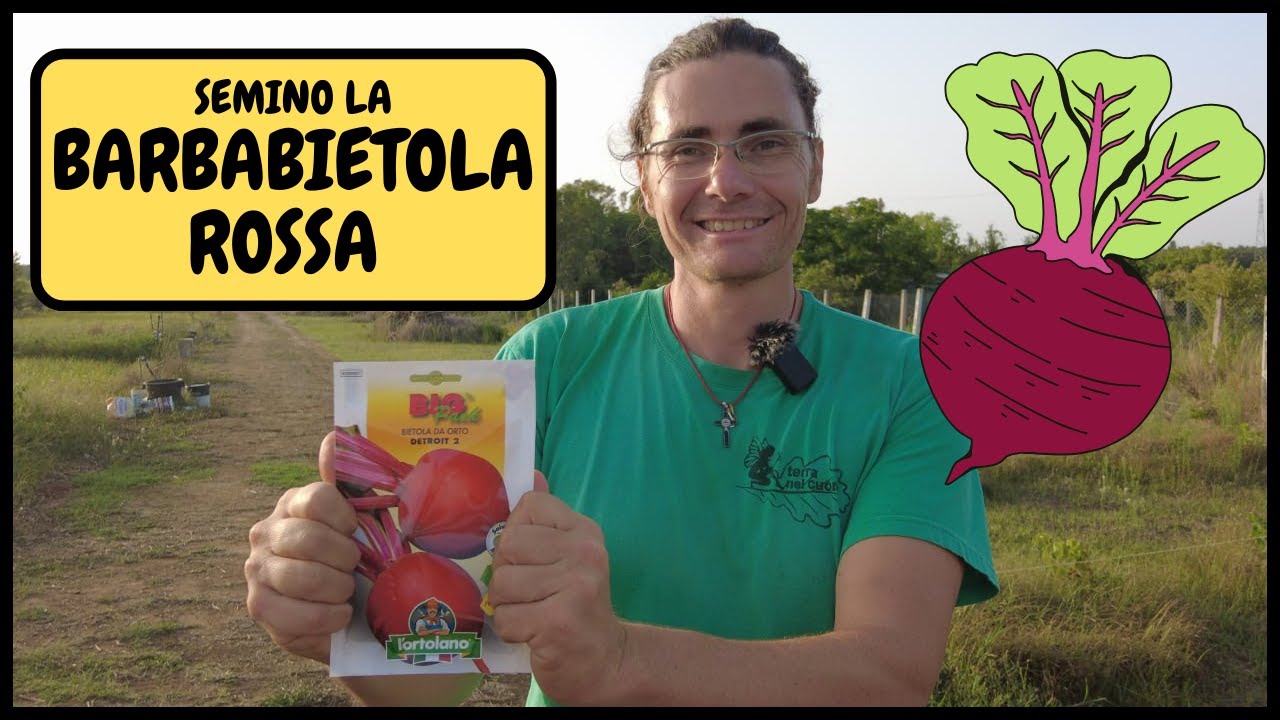 COME e QUANDO seminare la BARBABIETOLA (o BIETOLA ROSSA) sulla BAULATURA | Tutorial Agricoltura