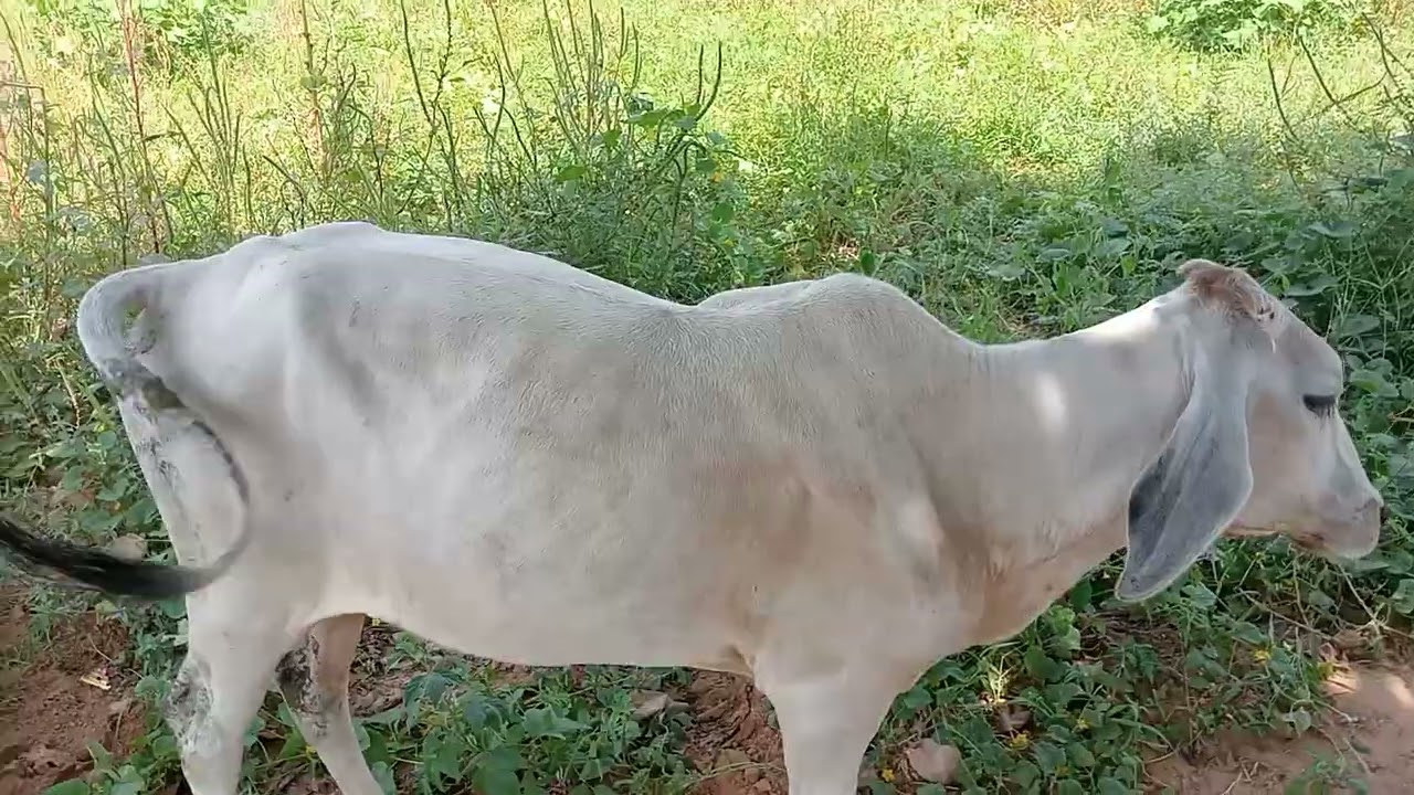 6 नवंबर 2025