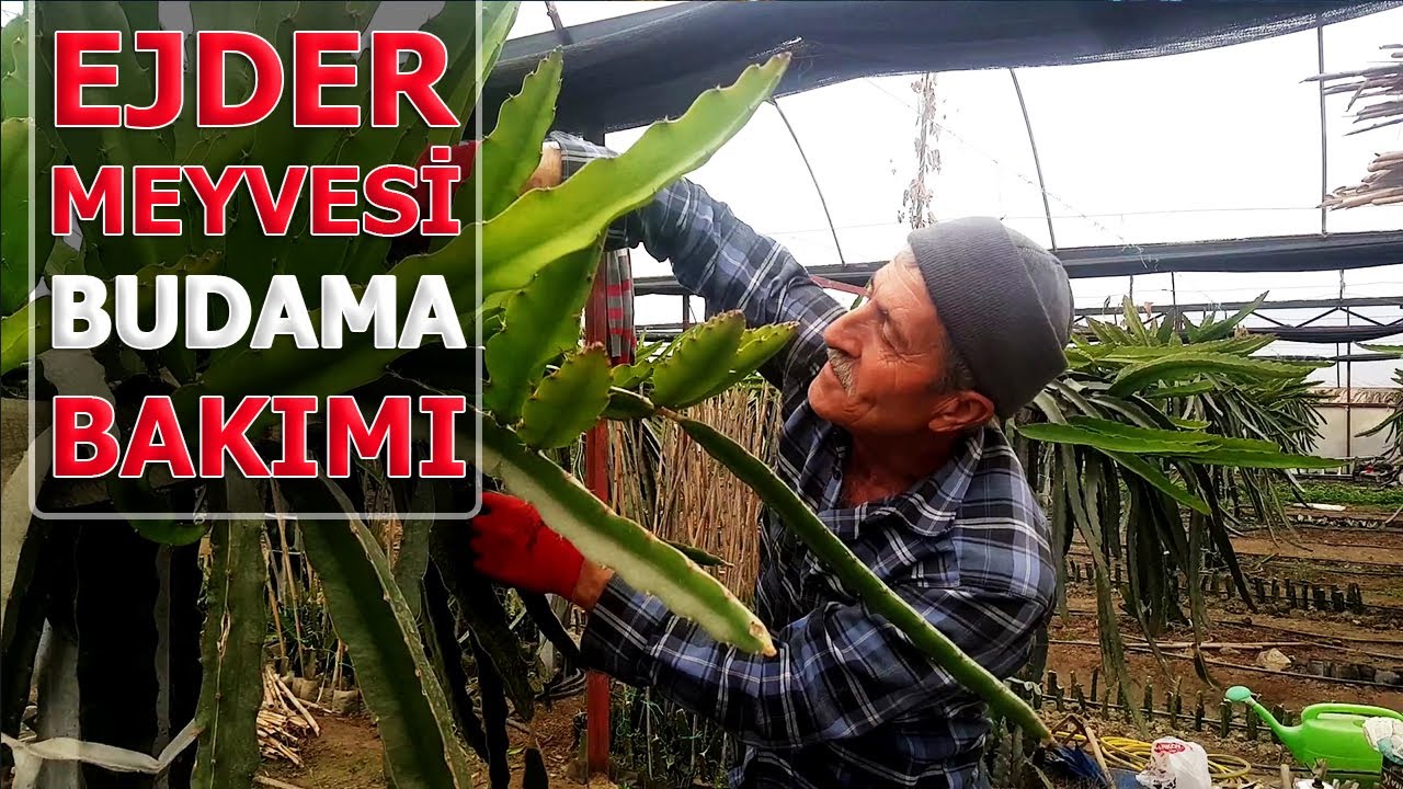 EJDER MEYVESİ BUDAMA, BAKIM ve İLAÇLAMA, GÜBRELEME 2021