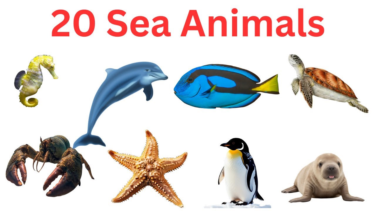 20 Sea Animals for Kids | Learn Ocean Animal Names | Fun Educational Video #seaanimals
