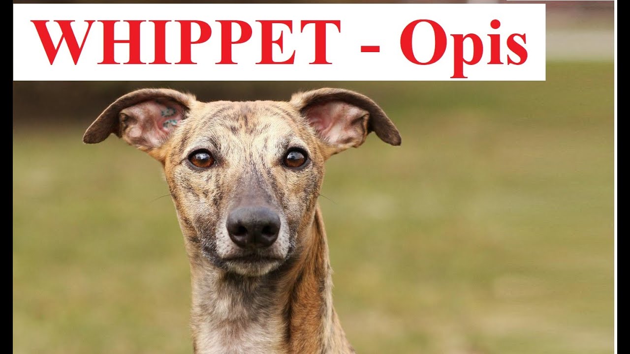 WHIPPET - OPIS - charakter, pielęgnacja, wady i zalety, dla kogo