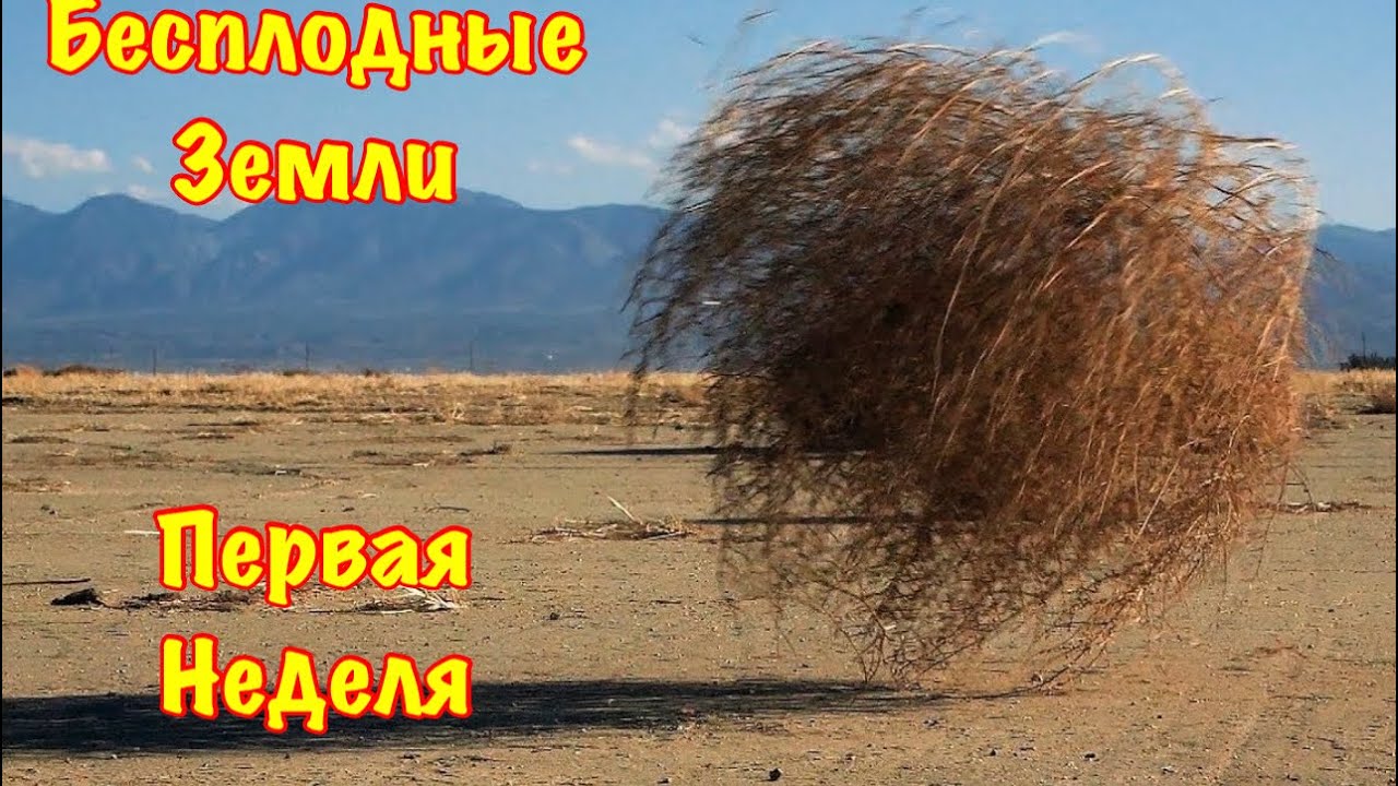 The Ants. Первая неделя Пустошей