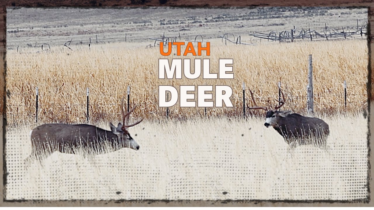 Big Bucks Battle in Small Town Utah