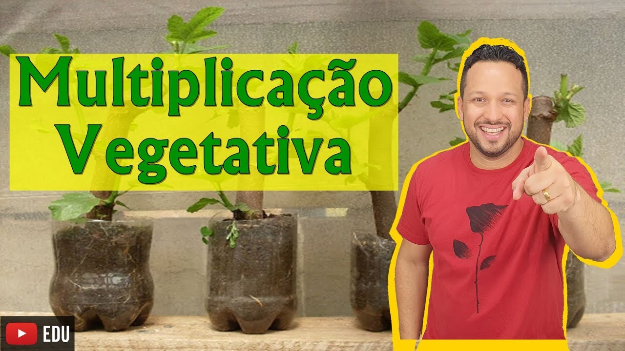 Multiplicação Vegetativa ou Propagação Vegetativa - Reprodução Assexuada