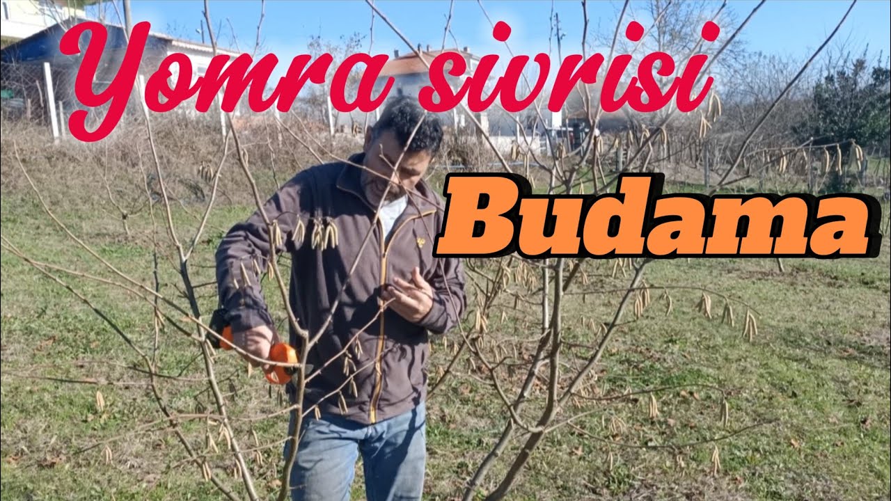 YOMRA SİVRİSİ 3 YAŞ BUDAMASI
