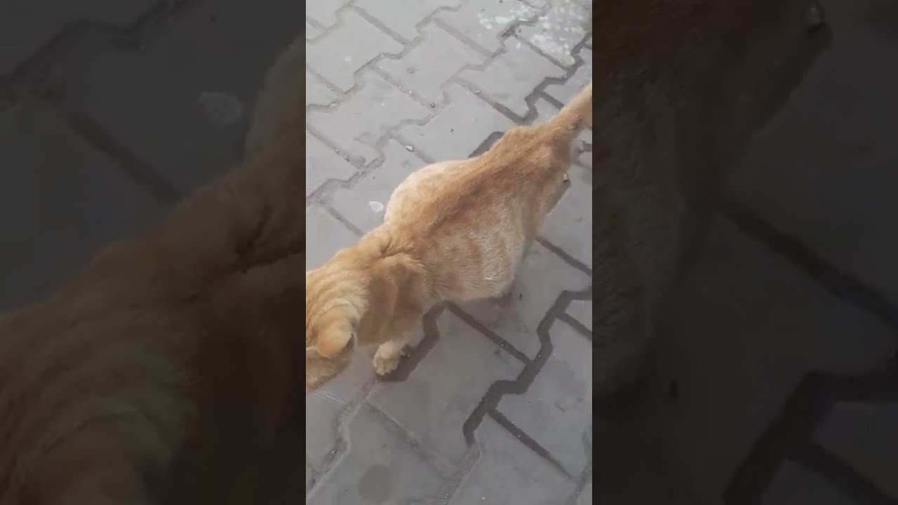 تلاقيت ليوم واحد لقطيطة تتحمق وحاملة دعيو معاها الله يفك وحيلها على خير 🐈😂