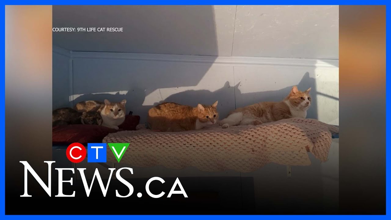 Saskatchewan launches new animal enforcement agency