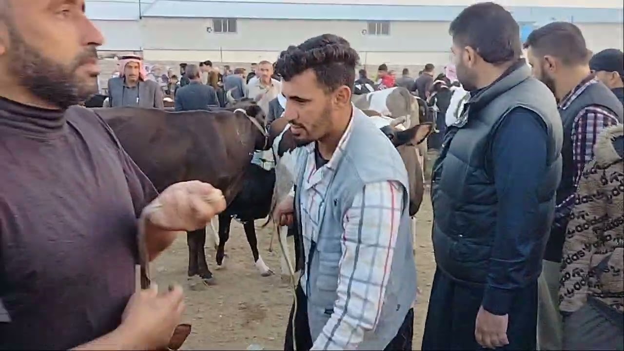 سوق بيع وشراء المواشي في جانب الايمن الموصل دلال رياض ابو عبد الجحيشي