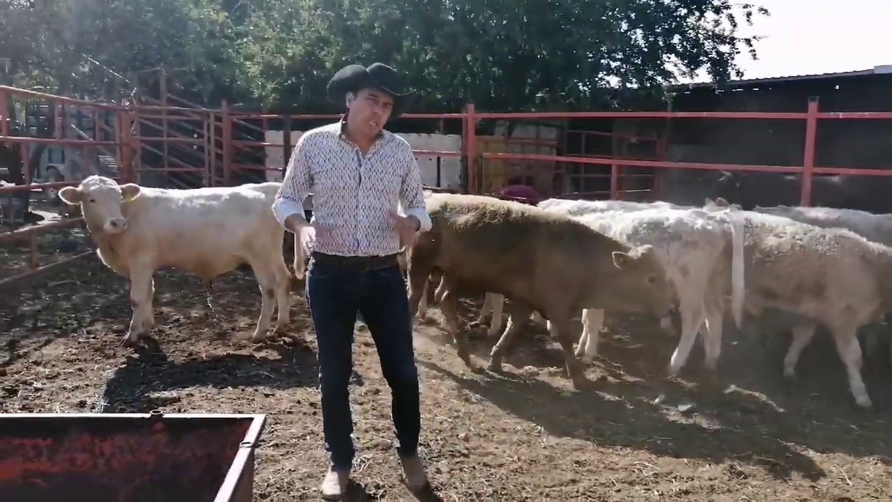 🤔 Realmente: ¿Conviene engordar ganado muy chico?
