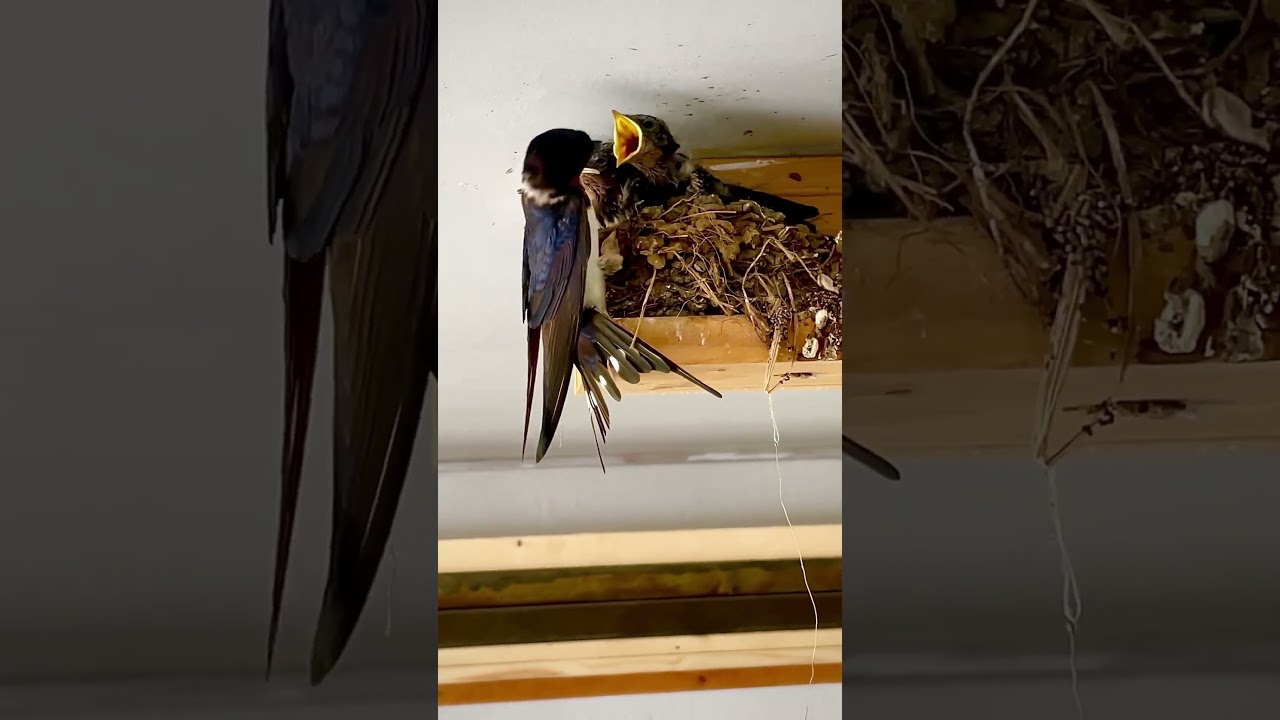 Swallow bird feeding babies.  #swallow bird #birds #feeding #nature
