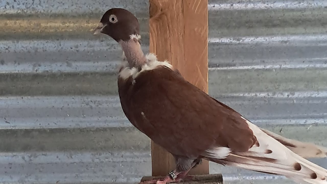 Nouvelles de l'élevage (juin 2025)