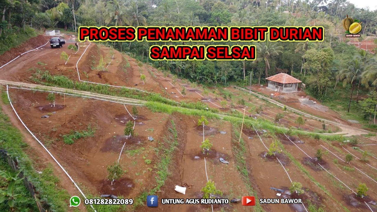 Penanaman bibit durian tanah teras sering