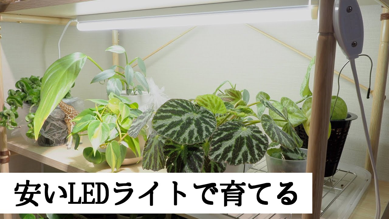 観葉植物を安いLEDライトで育てる｜育成ライトではないけど、十分育つ！
