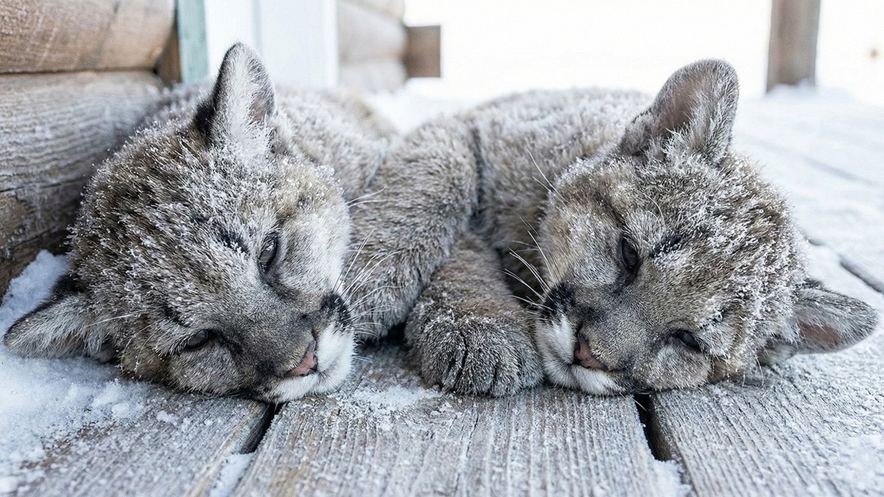 Man Saved Two Freezing Tiny Puma Cubs. How They Paid Him Back Will Leave You Speechless.