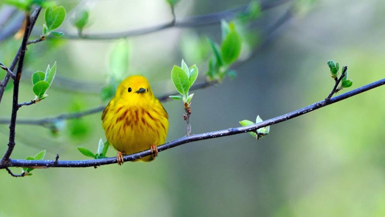 Yellow Warbler Portrait