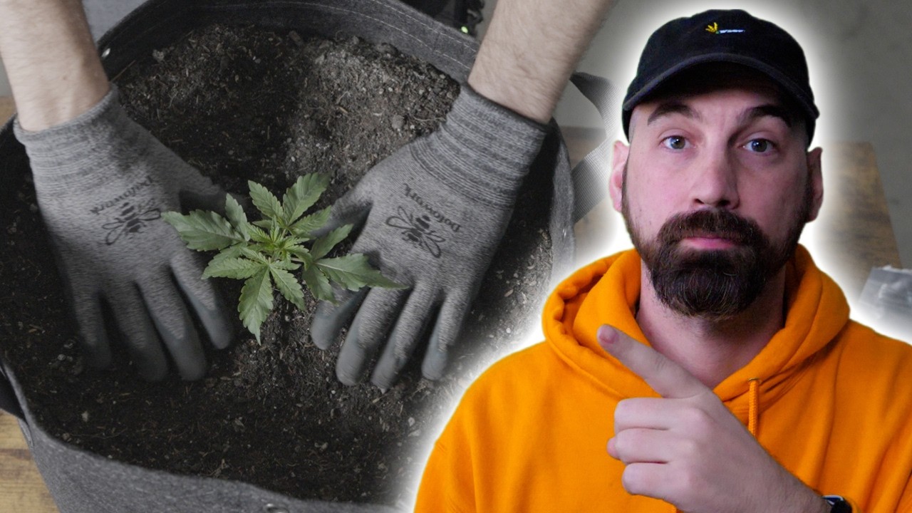 Transplanting Tips & Tricks: Solo Cup to 10-Gallon Fabric Pot!