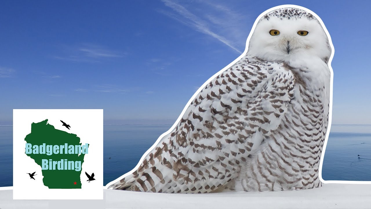Finding SNOWY OWLS on Lake Michigan