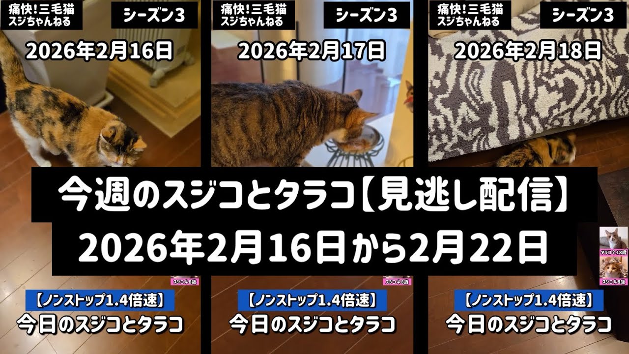 #213. 痛快三毛猫スジちゃんねる【シーズン3】今週のスジコとタラコ（見逃し配信2026.2.16～2026.2.22😻