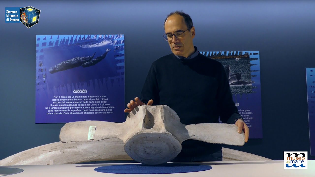 I TESORI DEL MARE 10 - Il Capodoglio