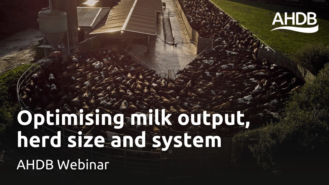 Optymalizacja wydajności mlecznej, wielkości stada i systemu | Webinarium AHDB