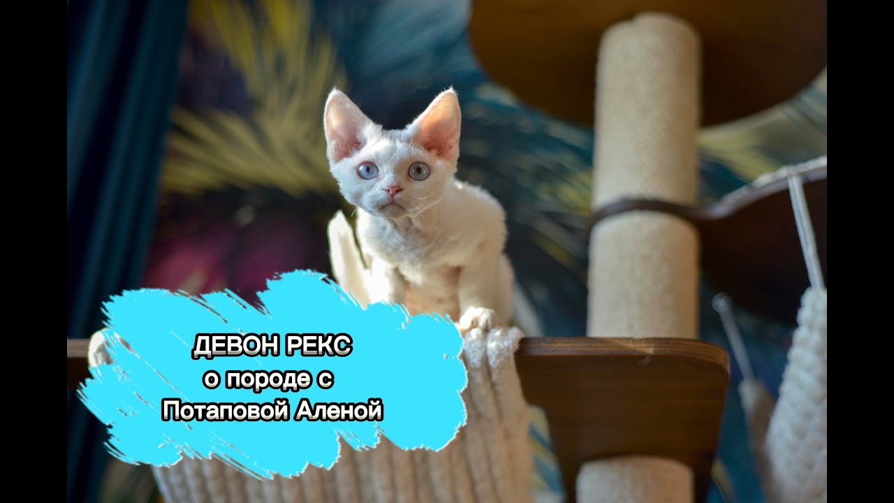 о породе Девон Рекс с ветеринарным врачом Потаповой Аленой