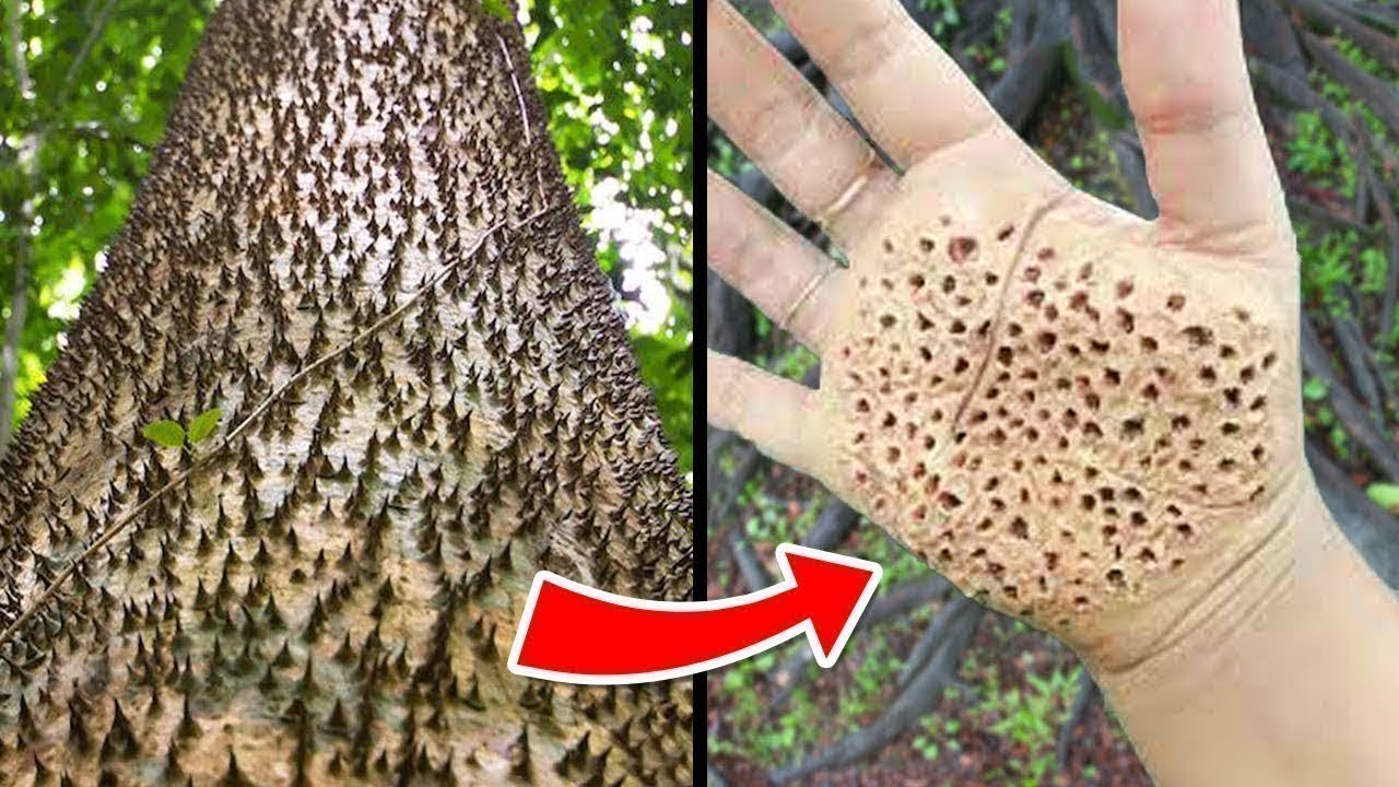 When Trees Become Seriously Dangerous
