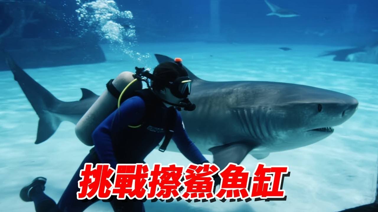 敢不敢去海洋館挑戰給鯊魚擦缸？ ！怪哥一臉淡定當即同意，下一秒慘遭達打臉：我現在後悔還來得及嗎？ ！【王小怪】