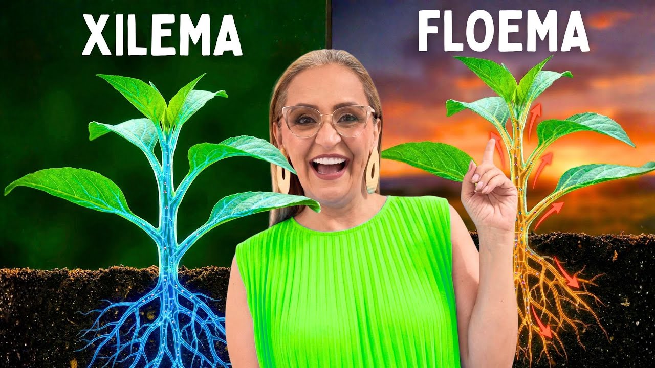 Cuáles son los Tejidos Vegetales y cómo funciona el Xilema y el Floema