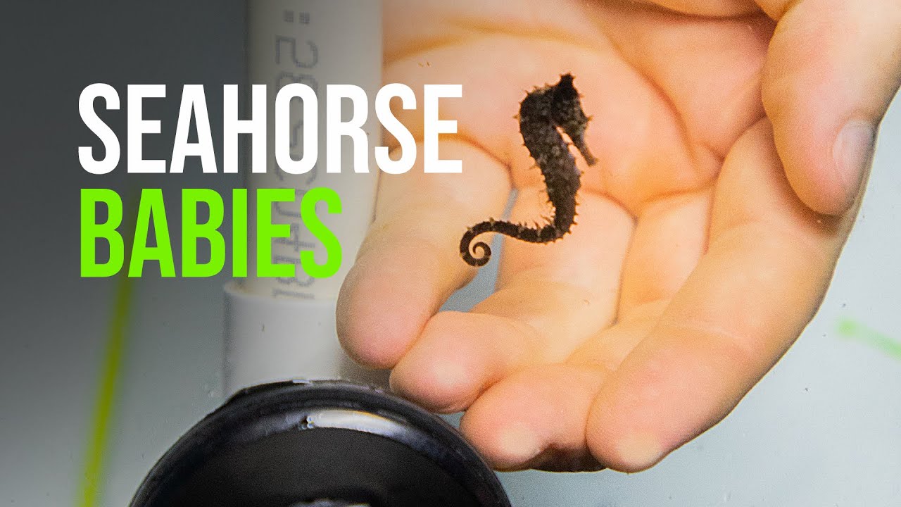 New year, new baby seahorses!