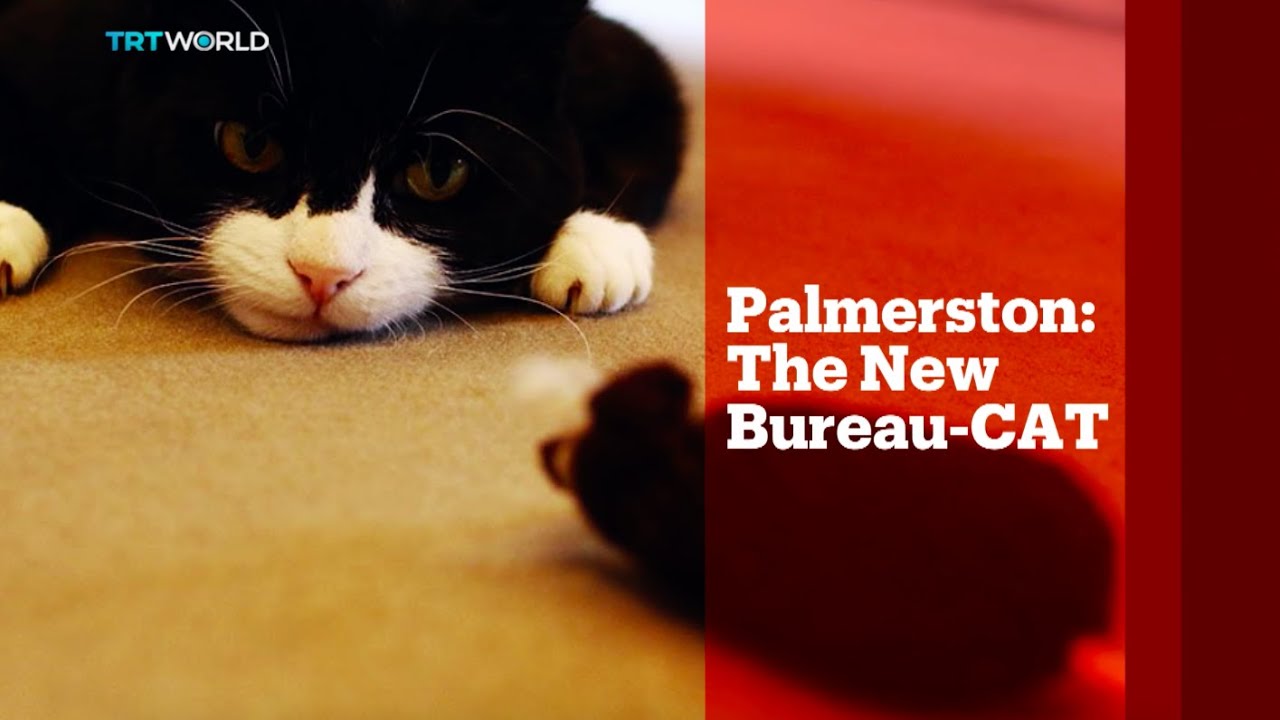 TRT World - World in Focus: Palmerston, The new bureau-CAT