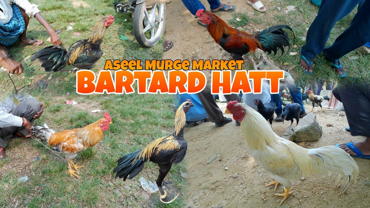 Bartarn Hatt New Update 💥 Bartard Market New Update Aseel Murga Market 🐓 Purulia West Bengal 