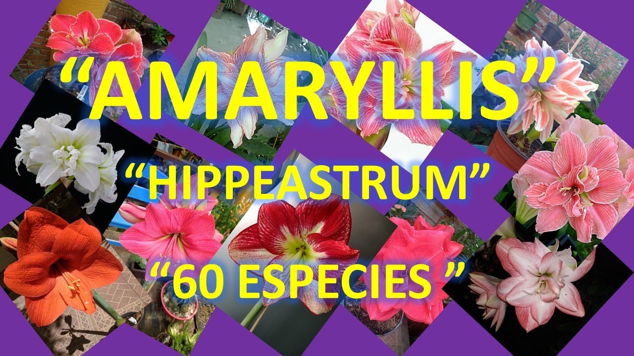 AMARYLLIS HIPPEASTRUM, 60 VARIEDADES