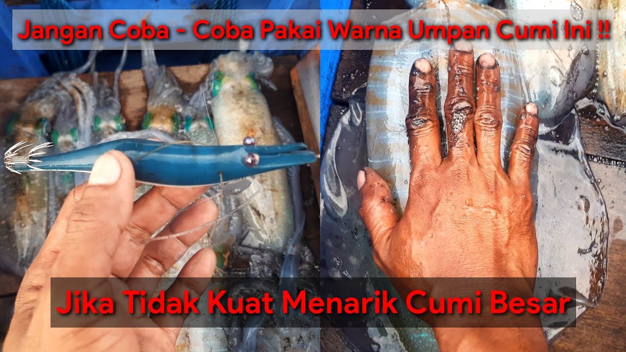 Jangan Coba-Coba Pakai Warna Umpan Cumi Ini..!!! Mancing Cumi Siang Hari Di Karang Dangkal