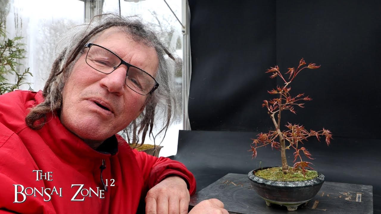 Repotting My Korean Maple, The Bonsai Zone, March 2025