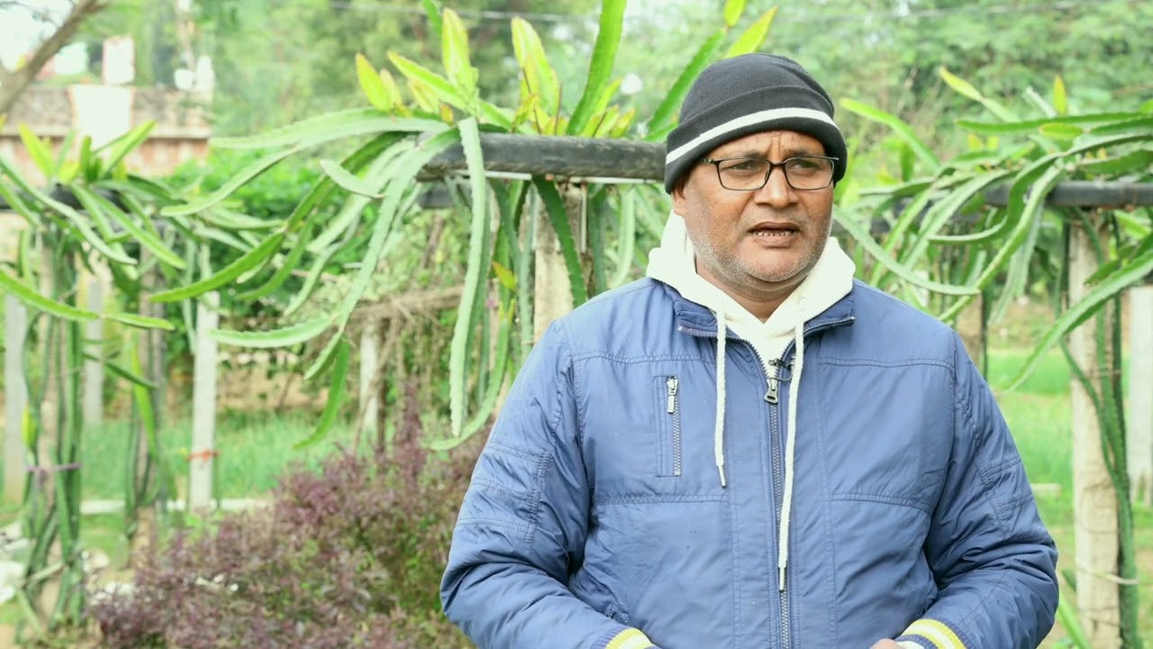 Dragon fruit farming in Munger Ganaili 