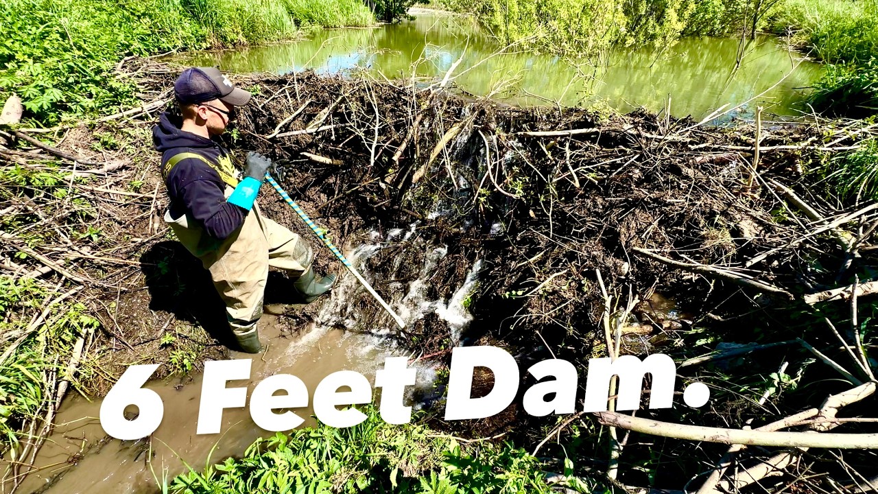 Totally Drained Beaver Dam.